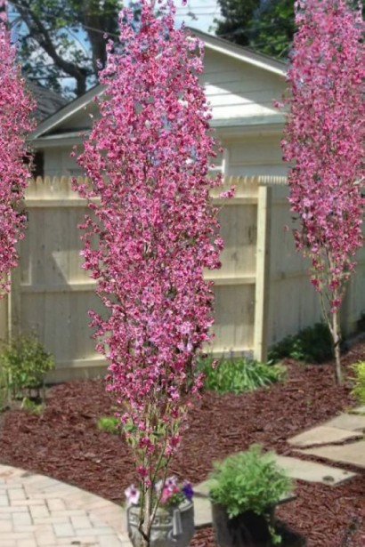 Персик колоновидний Медовий в ландшафті